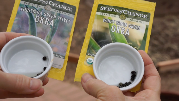 Okra seeds ready to plant in the Late Bloomer garden Late Bloomer Transition from Winter to Summer -2