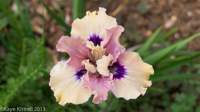 California Native Iris Winter Garden Wrap-up Iris
