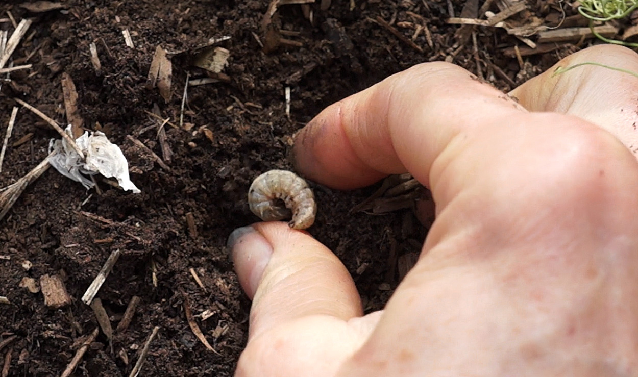 kk_lb-cutworm.jpg Finding Solutions for Pests-cutworm