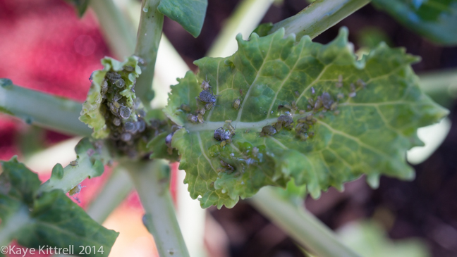 Finding Solutions for Pests-aphids