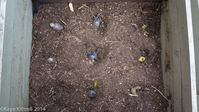 Finding Solutions for Pests-potatoes