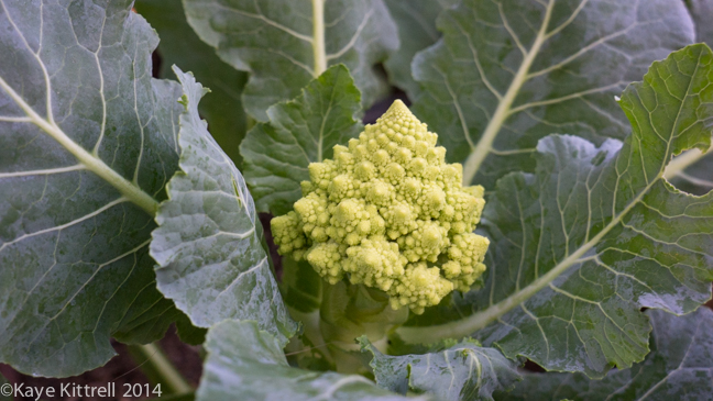 Finding solutions for Pests-cauliflower