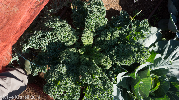 Winter Harvest is Beginning-kale