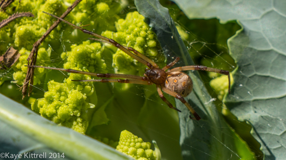 Winter Harvest is Beginning-spider