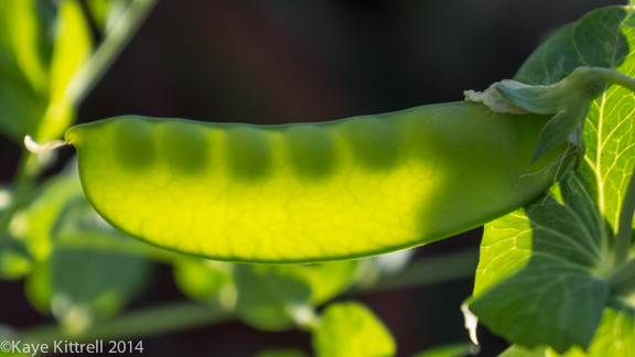 Winter Harvest is Beginning-pea