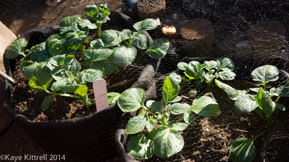 Winter Harvest is Beginning-potatoes