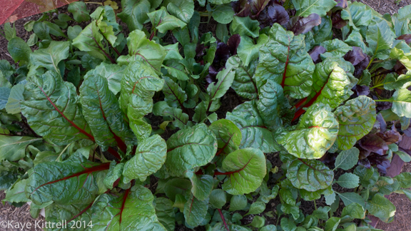 Winter Harvest is Beginning-chard