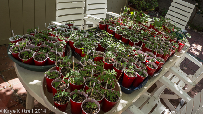 Going Gaga over Tomatoes-all