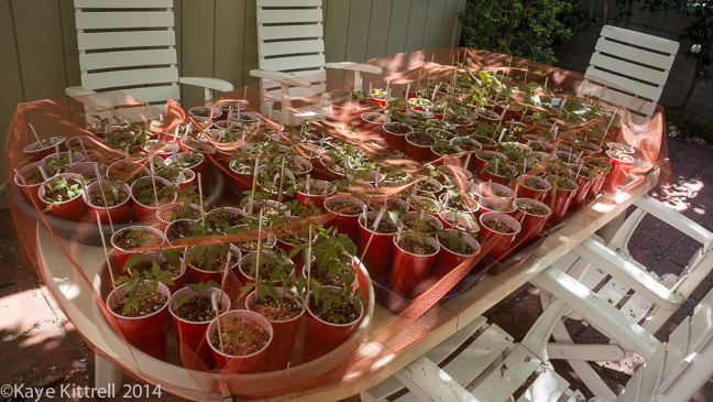 Going Gaga over Tomatoes-voile