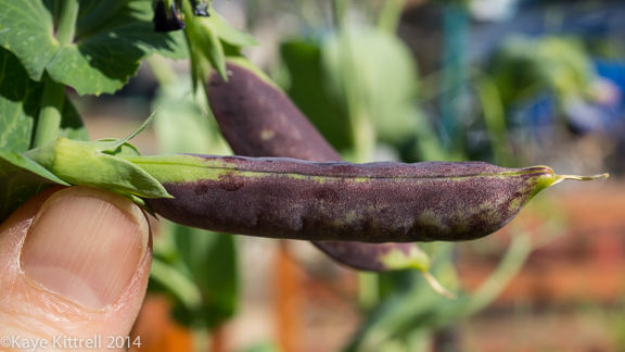 Growing Sweet Peas-purple pea
