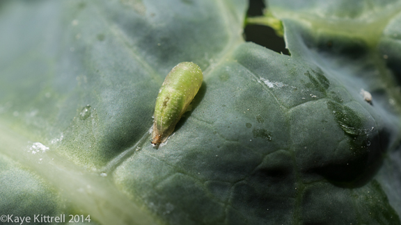 Late Bloomer is TWO Today!-larva