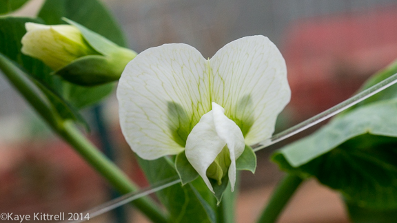 Growing Sweet Peas-white flower