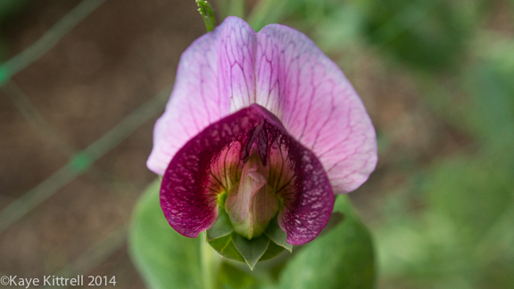 Growing Sweet Peas-purple flower