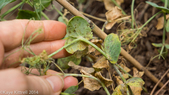 Growing Sweet Peas-spotted vines