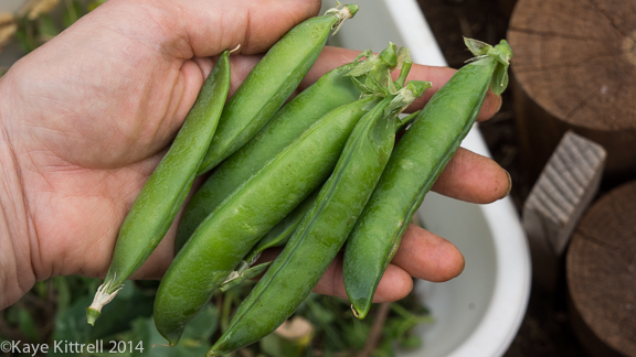 Growing Sweet Peas-green peas