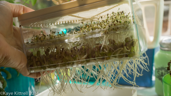 Sprouting Seeds Simply-seed roots 1