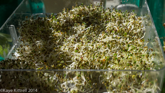Sprouting Seeds Simply-alfalfa sprouts