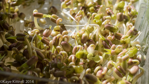 Seed Sprouting Simply-mung beans