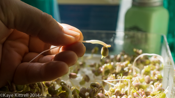 Seed Sprouting Simply-mung bean sprout