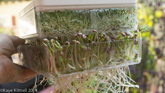 Seed Sprouting Simply-harvest