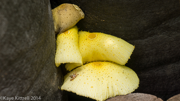 Make it a learning experience-fungi