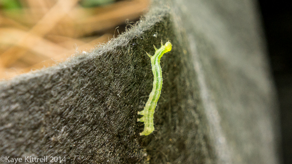 Make it a learning experience-inchworm
