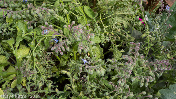 Make it a learning experience-borage