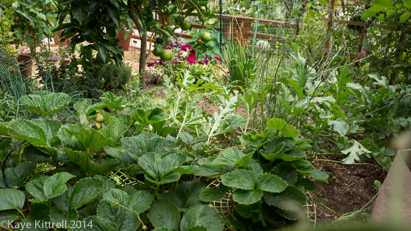 Make it a learning experience-perennial bed