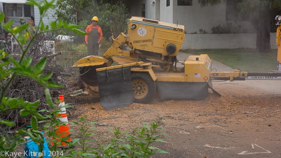 Make it a learning experience-stump grinder