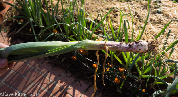 Growing Garlic in an Urban Garden-unripe