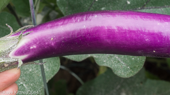 Make it a learning experience-eggplant