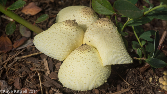 A Great Resource makes all the difference-fungi group