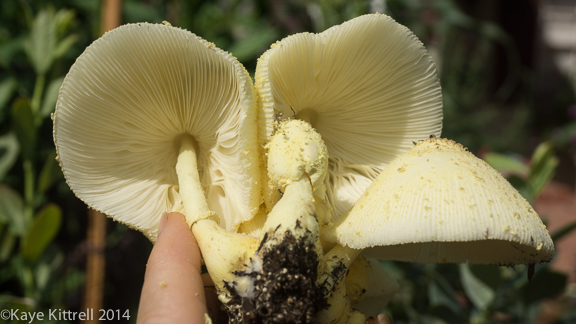 A Great Resource makes all the difference-fungi gills