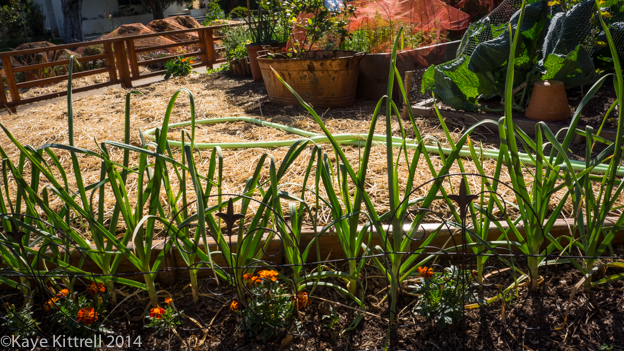 Growing Garlic in an Urban Garden-row