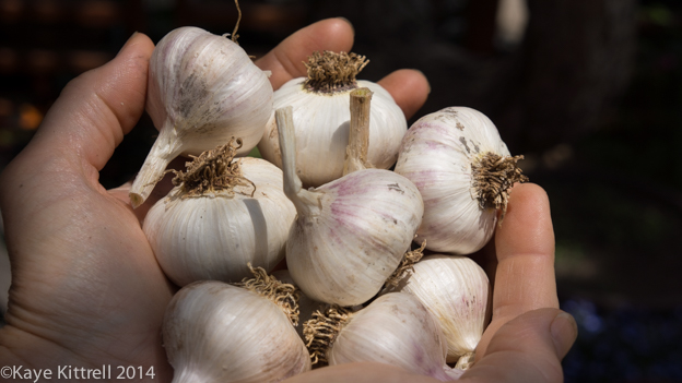 Growing Garlic in an Urban Garden