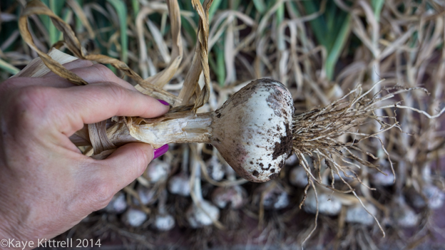 Growing Garlic in an Urban Garden