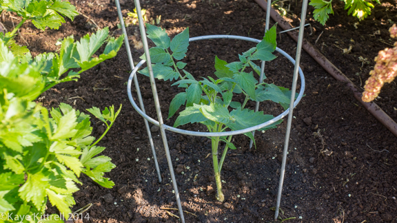 Planting my Parkway Garden