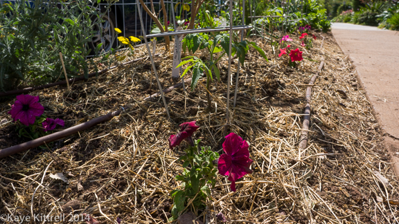 Planting my Parkway Garden