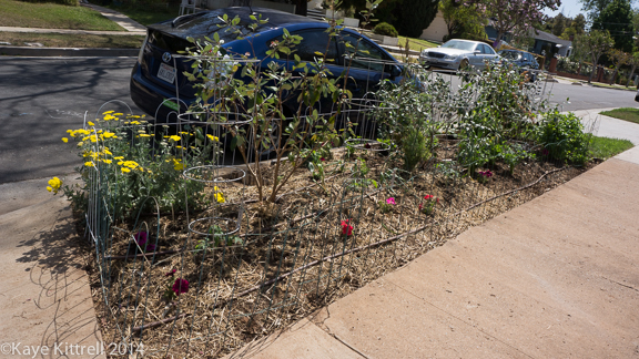 Planting my parkway-parkway