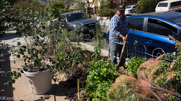 Planting my Parkway Garden