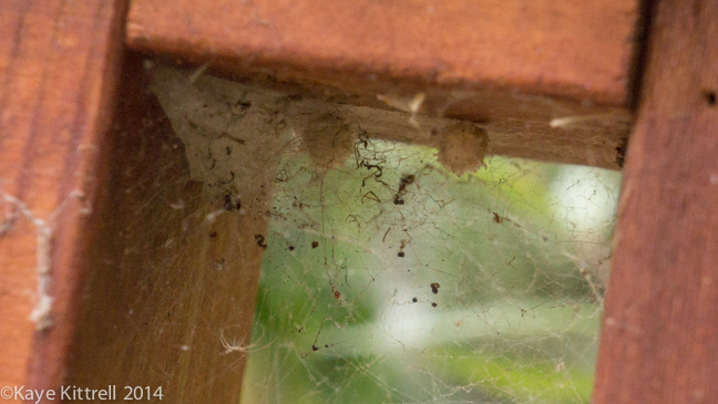 Brown Widow Spiders for Breakfast?spider sacs2
