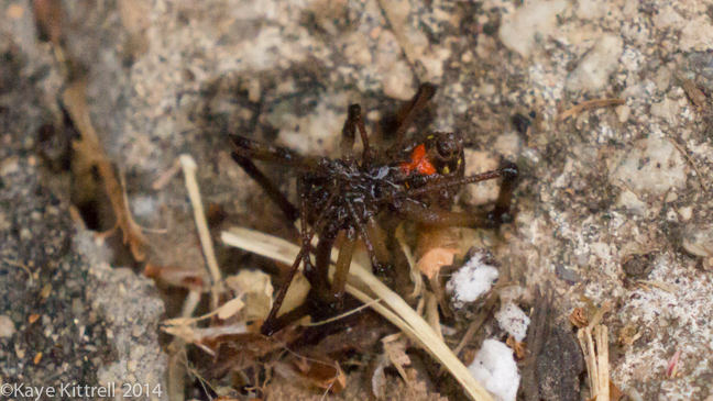 Brown Widow Spiders for Breakfast?spider2sprayed