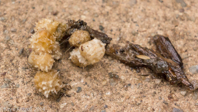 Brown Widows for Breakfast?egg sac cluster