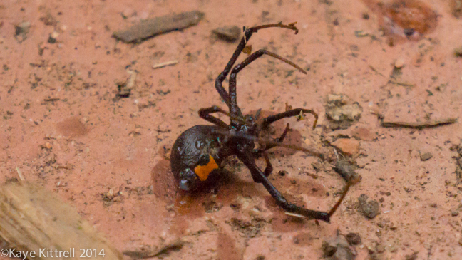 Brown Widow Spiders for Breakfast?Spider1 sprayed