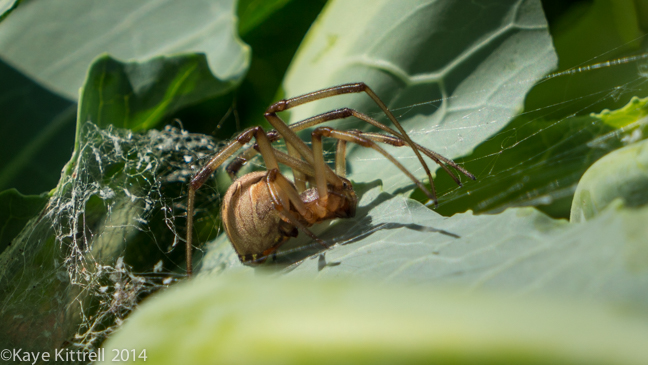 Brown Widows for Breakfast?cauliflower