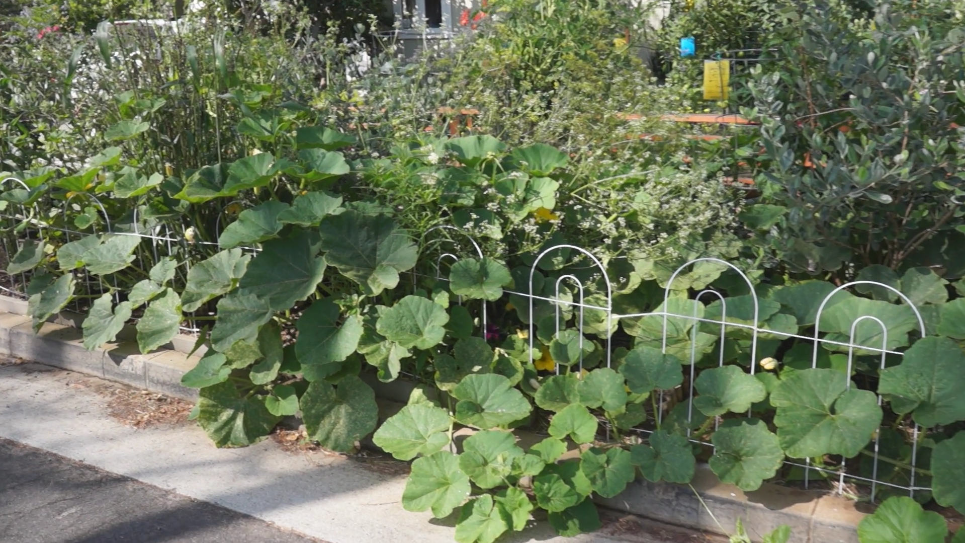 Summer Garden Update - Parkway