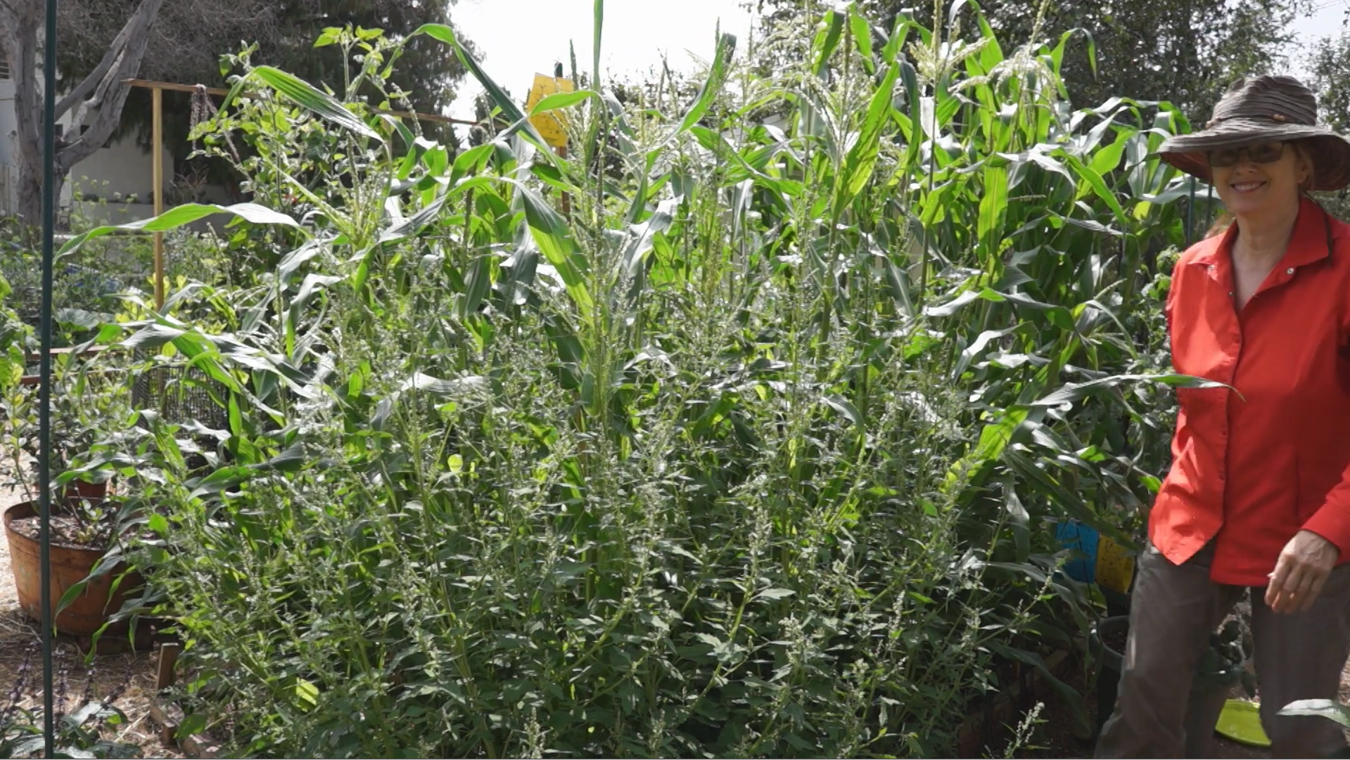 Summer Garden Update - Quinoa