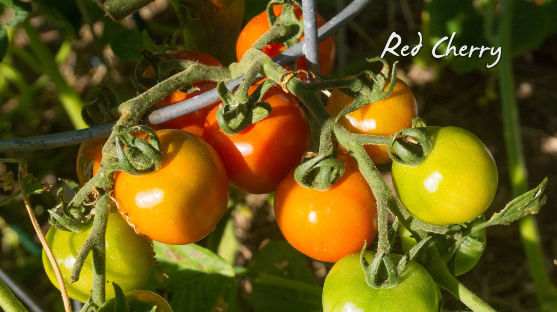 Growing Heirloom Tomatoes Part 3 - Red Cherry tomatoes