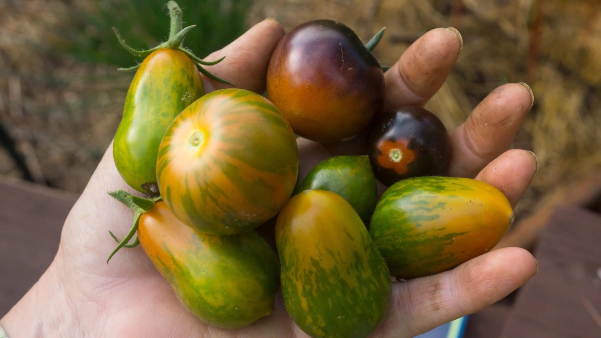 Growing Heirloom Tomatoes Part 3 - handful of heirloom tomatoes