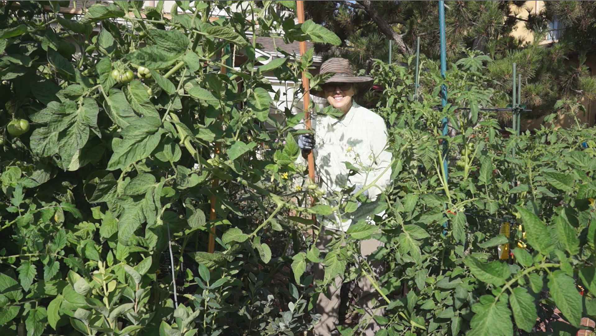 Growing Heirloom Tomatoes Part 3 - Kaye in sprawling tomato vines